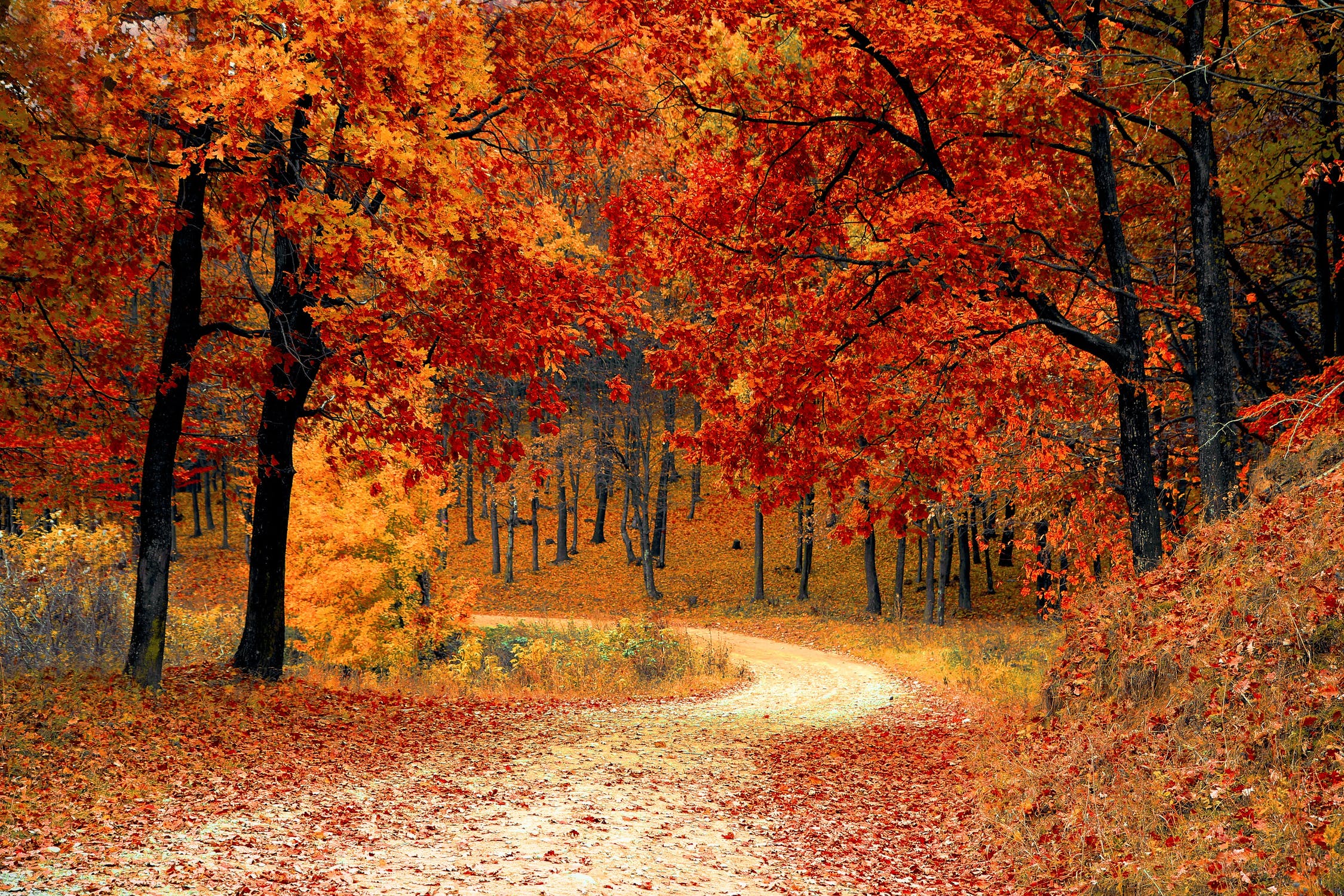 a8db92e2eda52f455a6ab8e6d3c5d701_fall-autumn-red-season_auto=compress&cs=tinysrgb&h=750&w=1260.jpg