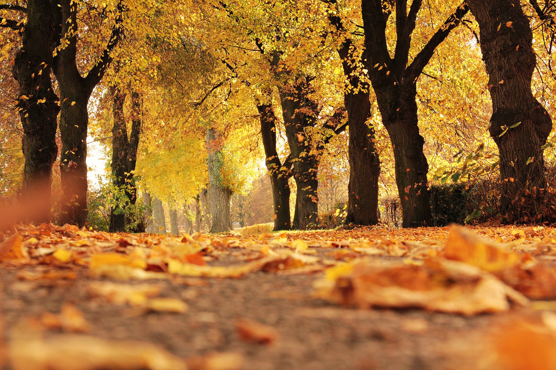 9474234a1eb80d5c0ef9d85e34f844c2_pexels-photo-235721_auto=compress&cs=tinysrgb&h=750&w=1260.jpeg